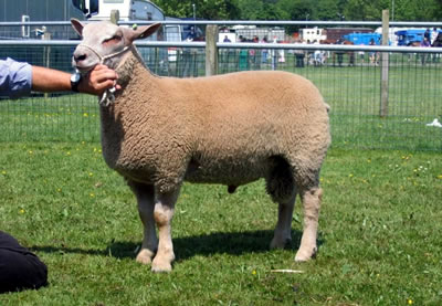 TG 0049 EDSTASTON KETCHIGAN TG 0049 EDSTASTON KETCHIGAN