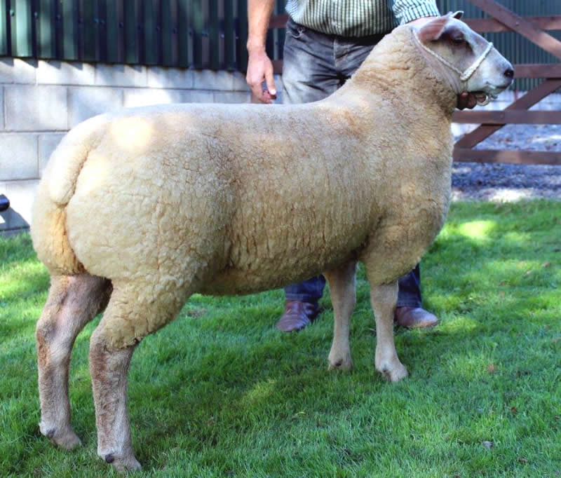 Edstaston Okra 14TG00339 Edstaston Okra 14TG00339