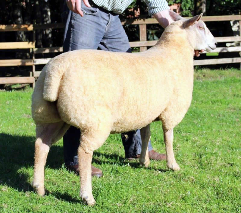 Edstaston Orchid 14TG00350 Edstaston Orchid 14TG00350