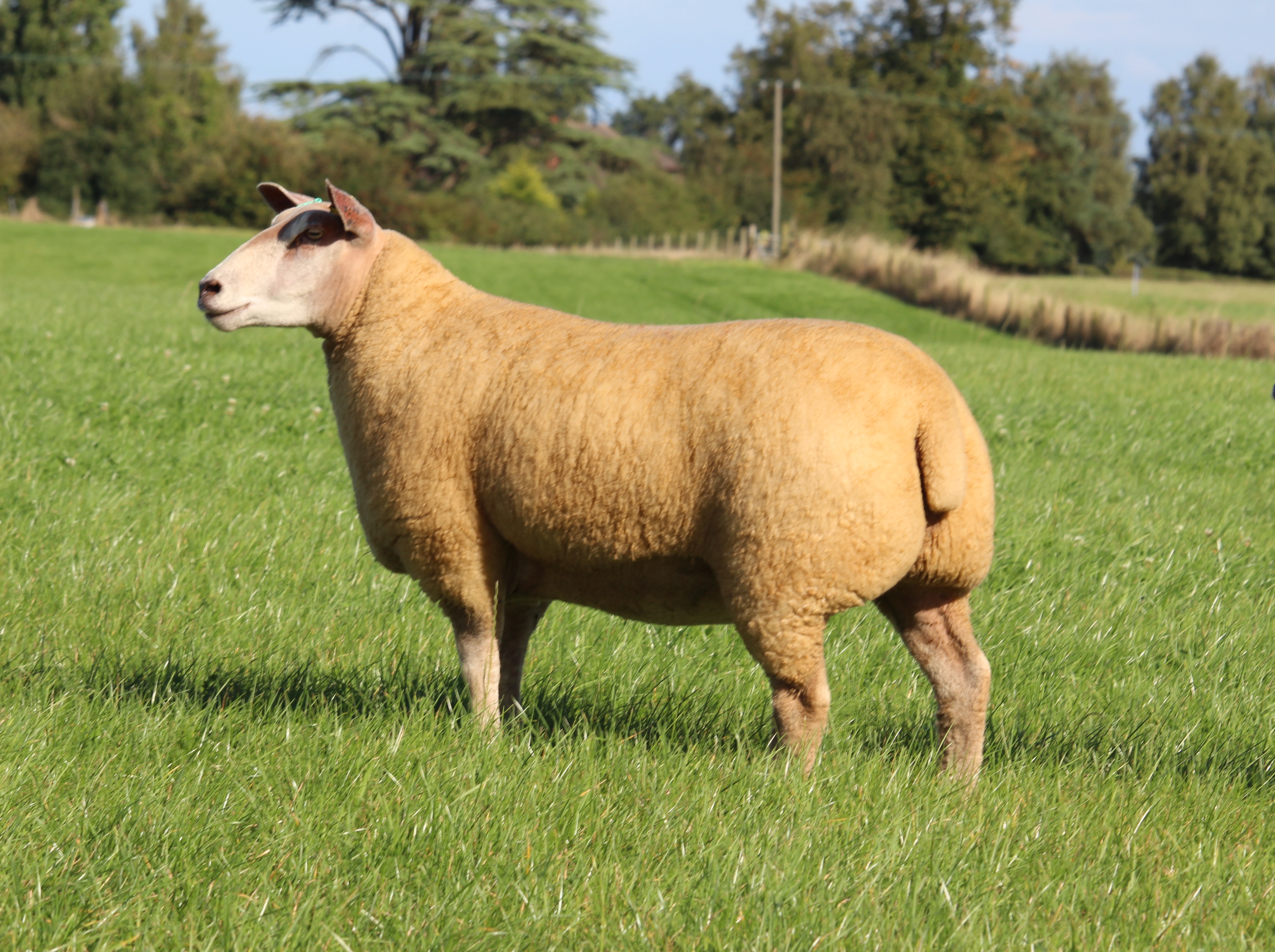 Lot No. 32 � 15TG00465 ARR/ARR