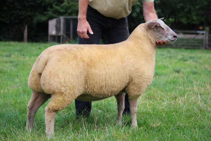 Lot No. 86 � 19TG00878 ARR/ARR