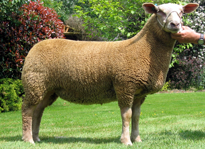 Edstaston Miss Maldives 12TG00138 Edstaston Miss Maldives