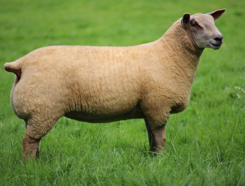 EDSTASTON VIENNA 20TG00987 ARR/ARR INDEX 369