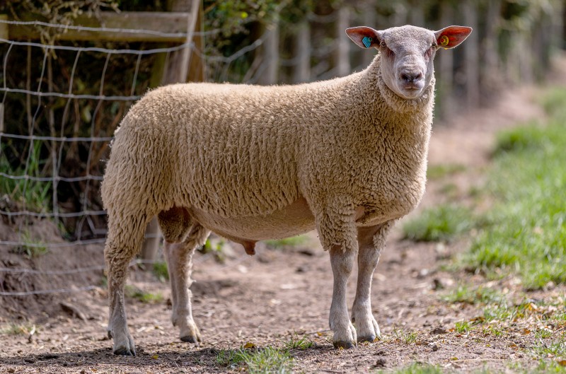 EDSTASTON VIVA LA VIDA 20TG00961 ARR/ARR EDSTASTON VIVA LA VIDA 20TG00961 ARR/ARR