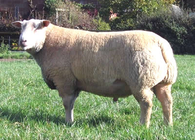 Edstaston Goldfinger