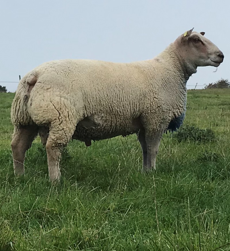 KNOCKCROGHERY VALD'ISERE H19-20-047 ARR/ARR KNOCKCROGHERY VALD'ISERE H19-20-047 ARR/ARR