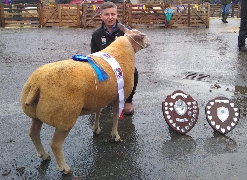 LODGEHILL SHAKIRA 17WWJ00085 ARR/ARR DAM OF LODGEHILL VALENTINO