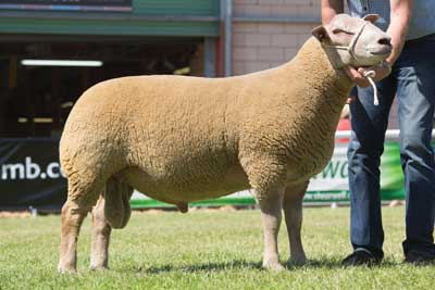 Bronwydd Pride of Pembroke 15WAJ00415 ARR/ARR Bronwydd Pride of Pembroke 15WAJ00415 ARR/ARR