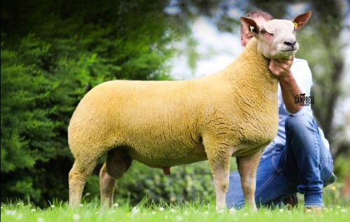 Edstaston Dakota 25TG01535