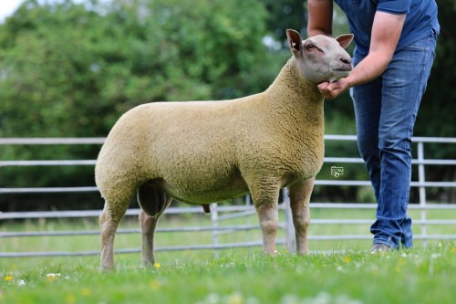 Edstaston Double Diamond 25TG01544