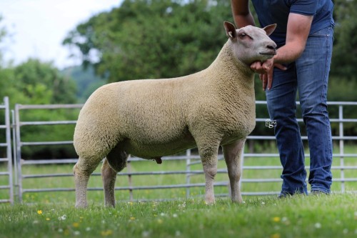 Edstaston Don Juan 25TG01500