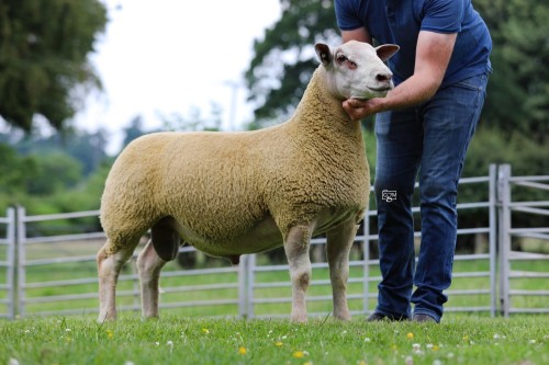 Edstaston Disaronno 25TG01539