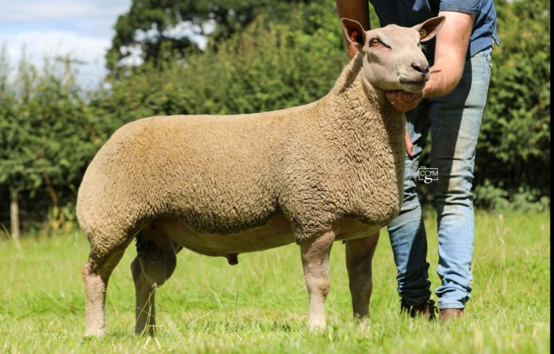 BOYO COMMANDER 24XHE01549 ARR/ARR INDEX 228 BOYO COMMANDER 24XHE01549 ARR/ARR INDEX 228