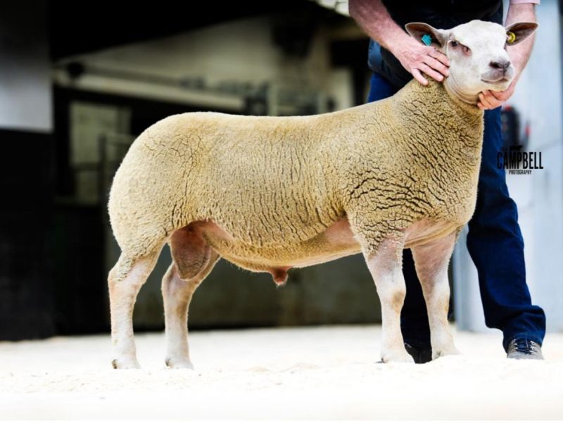 EDSTASTON CATCH ME IF YOU CAN 24TG01449 ARR/ARR INDEX 457 EDSTASTON CATCH ME IF YOU CAN 24TG01449 ARR/ARR INDEX 457