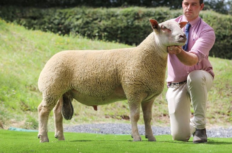 Edstaston Beau Jangles 23TG01364 Edstaston Beau Jangles 23TG01364