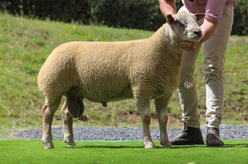 Edstaston Best Bar One 23TG01316 Edstaston Best Bar One 23TG01316