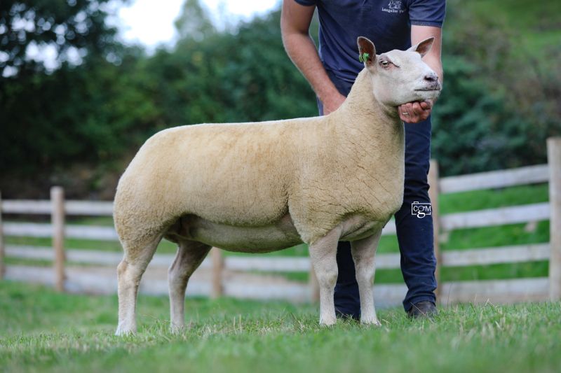 Edstaston Azalea 22TG01235 Edstaston Azalea 22TG01235