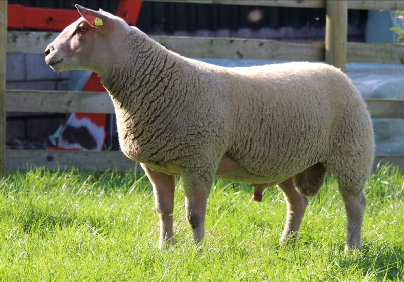 Edstaston Bing 23TG01389 Edstaston Bing 23TG01389