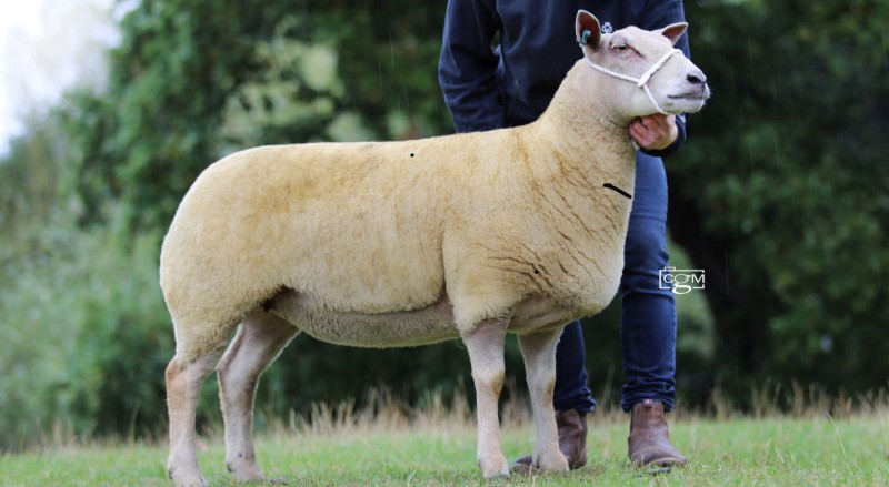 Edstaston Vanity 20TG00969 Edstaston Vanity 20TG00969