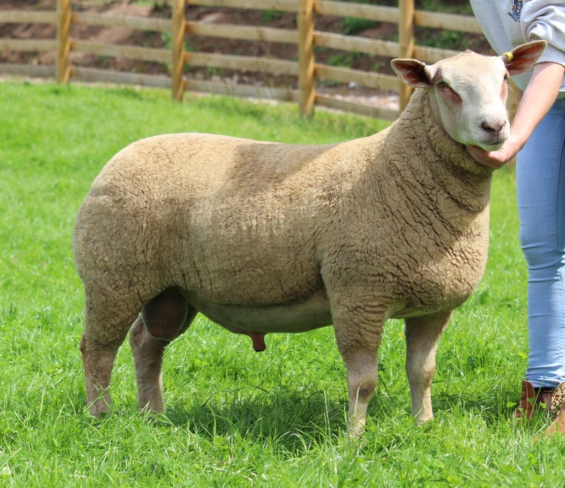 Ffwrd Wingman 21YET02460 ARR/ARR Ffwrd Wingman 21YET02460 ARR/ARR