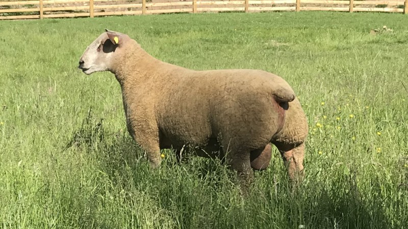 Edstaston Wagner 21TG01084 Edstaston Wagner 21TG01084